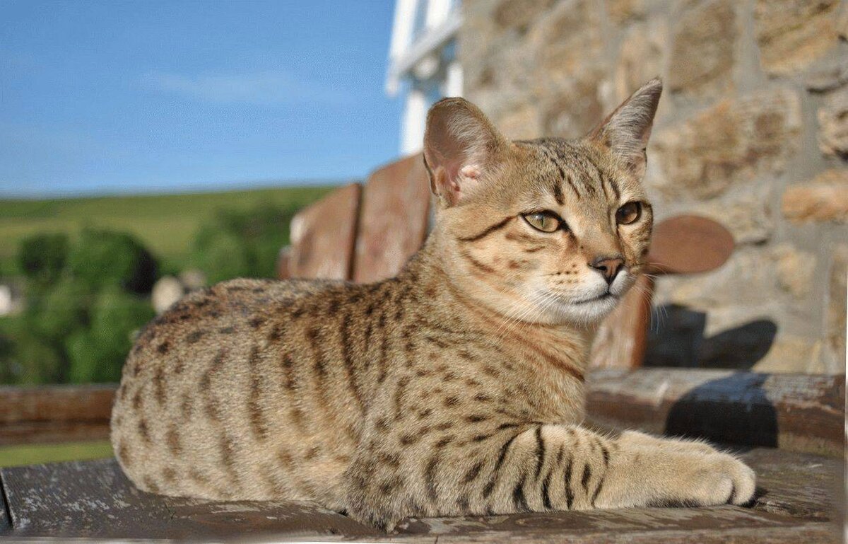 Однажды кошка пришла к человеку, чтобы ловить мышей и греться у очага. Многие знают эту историю, но, как оказалось, в ней ещё есть место открытиям.