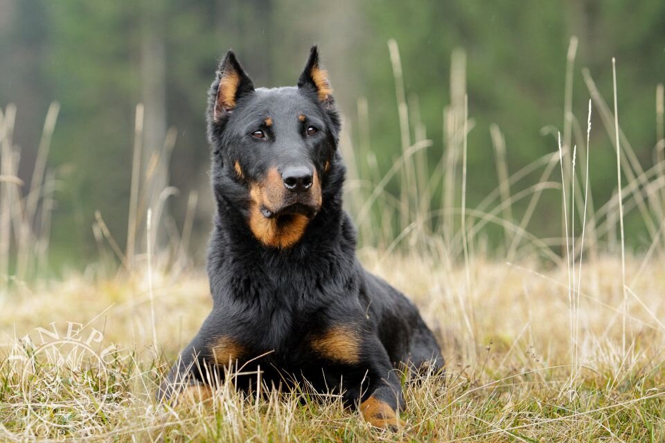 Босерон. Неизвестная порода собак в России | Планета собак | Дзен