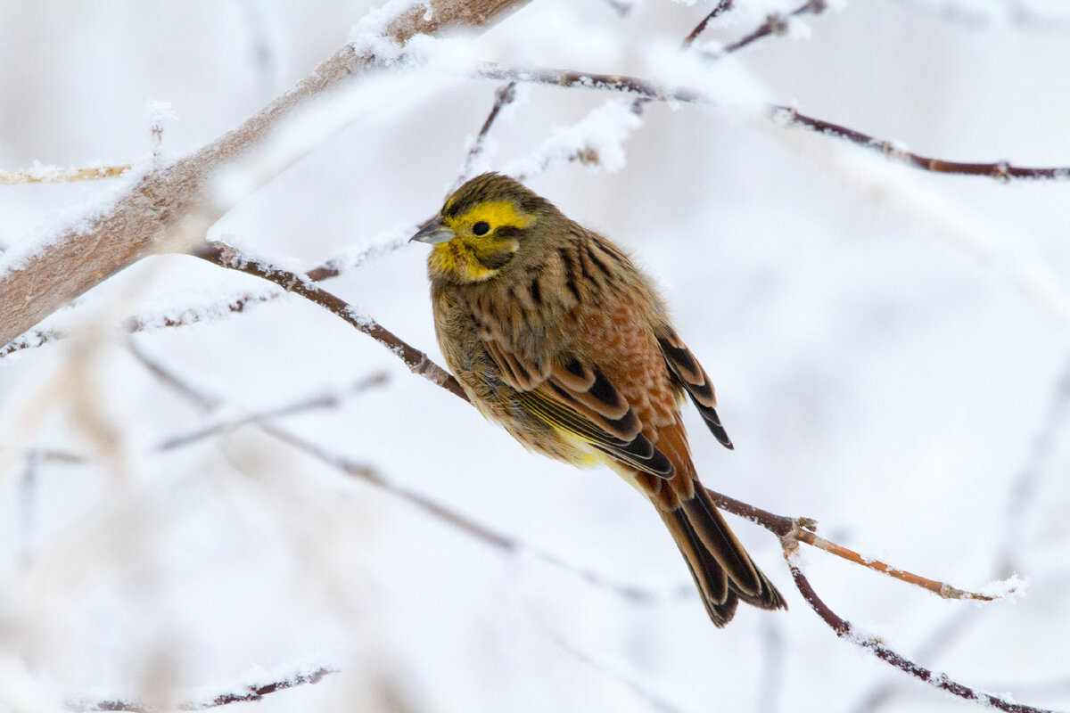 Самец
Фото: Жбир Денис