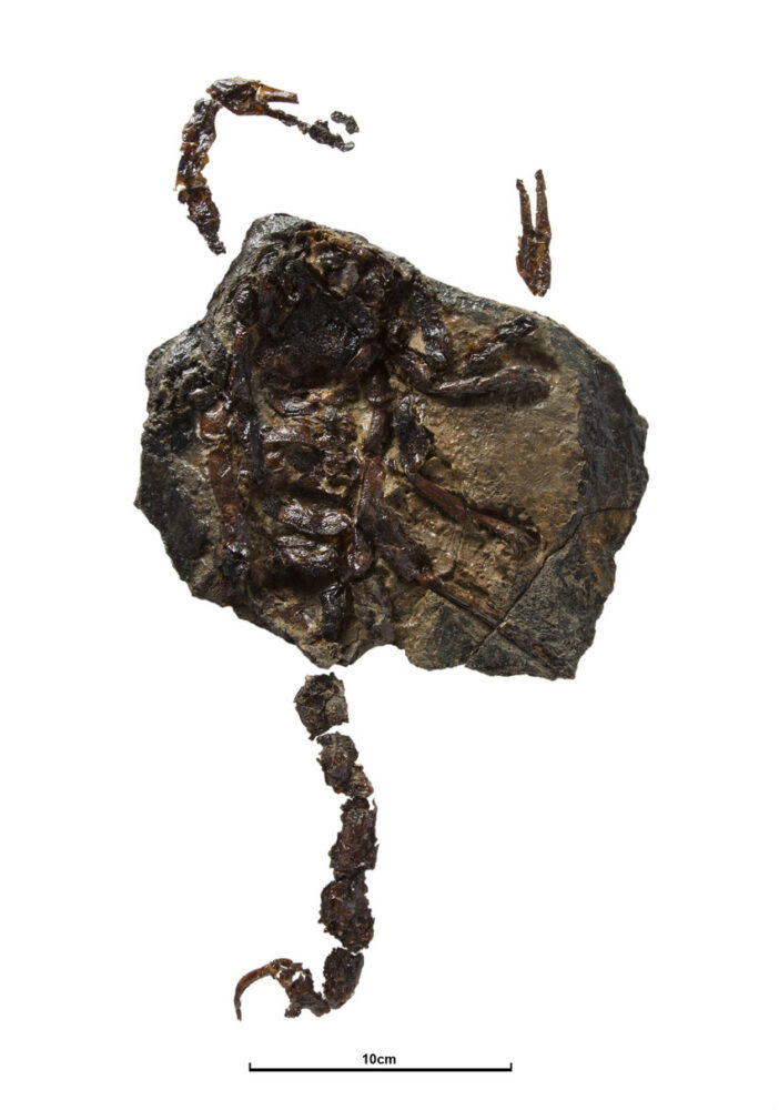 Одна из найденных окаменелостей Пульмоноскорпиона. Фото из Интернета