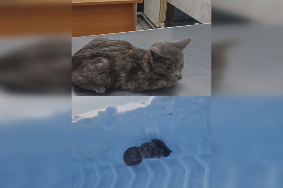     Фото: скриншот видео