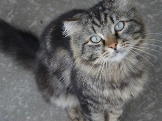     В Хабаровске откроется выставка «День кота» / Анастасия Дудалова