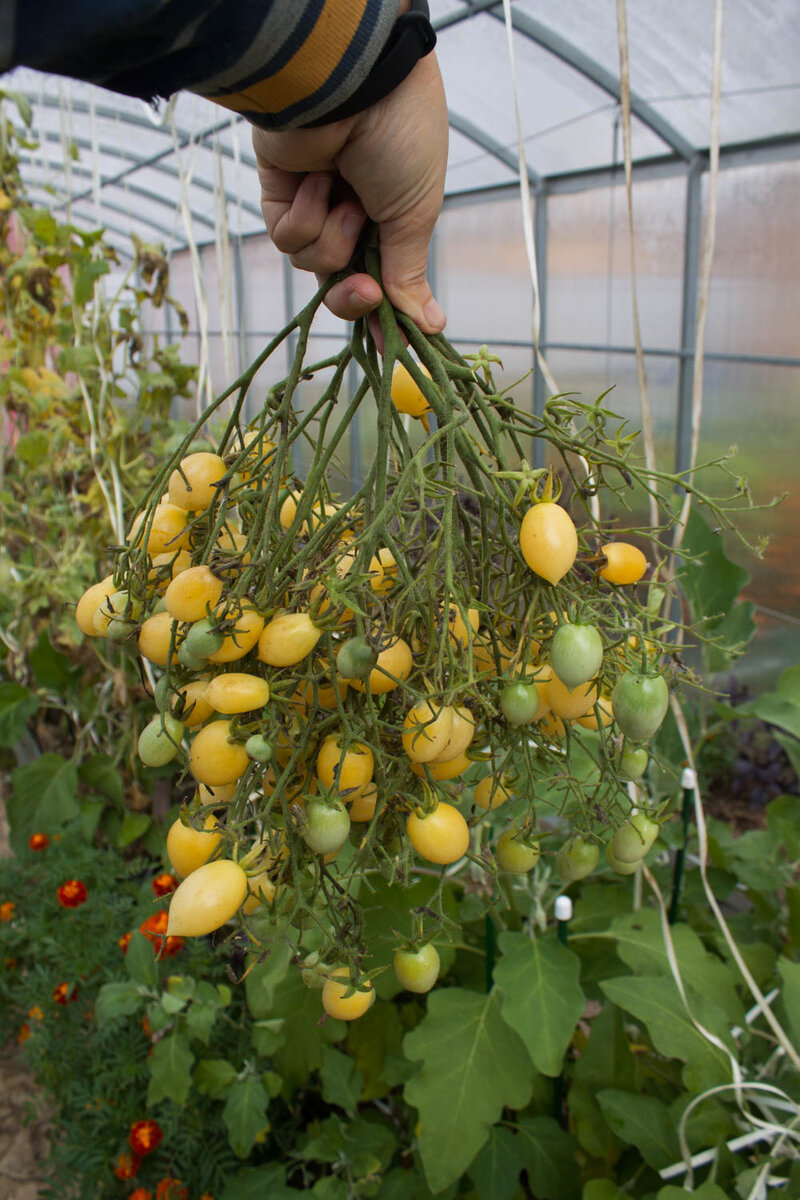 Последние кисти сняла осенью