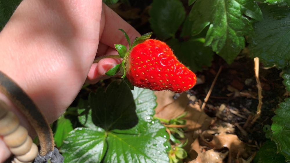 Позаботтесь о клубнике весной