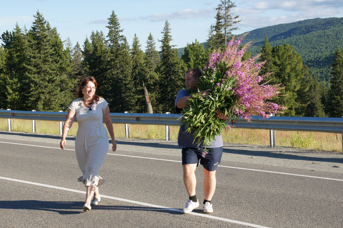 Сбор кипрея на Чуйском тракте.все фото автора