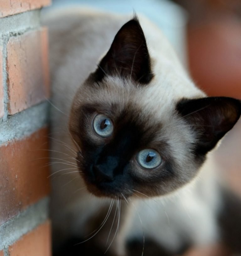 Фото из открытых источников интернета.