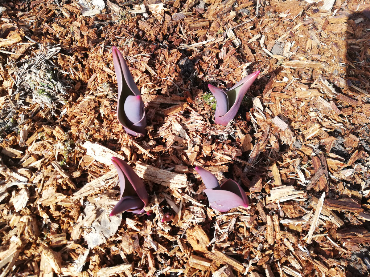 Тюльпаны проклюнулись