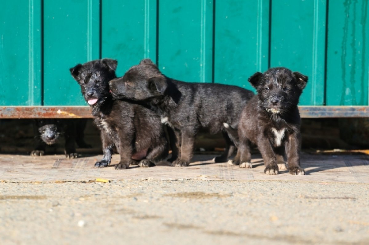    Гладков поручил главам районов активнее решать проблему бездомных собак