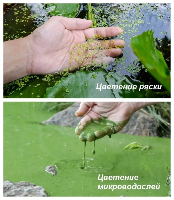 Зацветшая вода в пруду. Токсичные водоросли. Скопление водорослей. Борьба с токсичными водорослями.