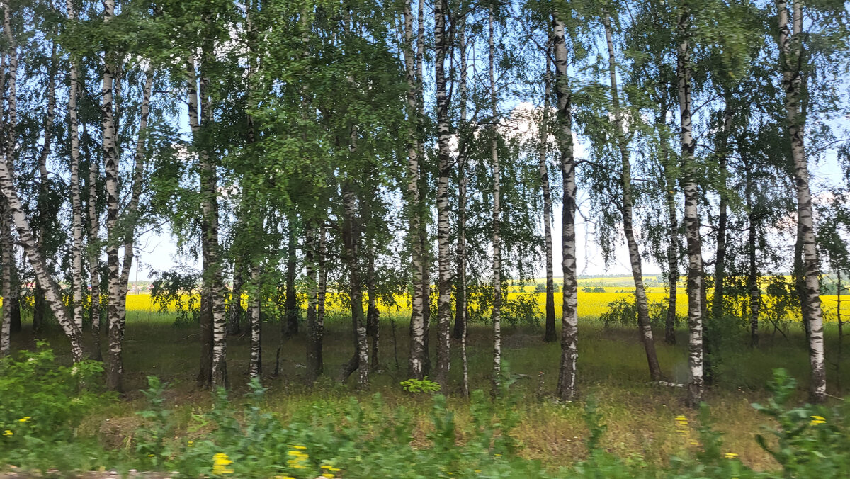 Рапсовое поле просвечивает сквозь березовую лесополосу.