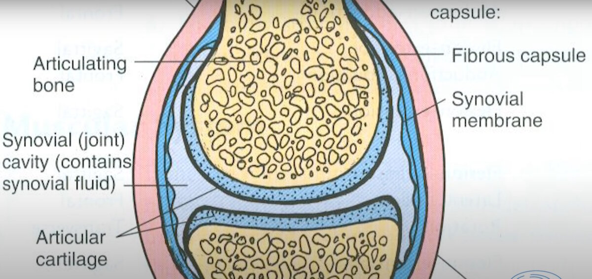 Структура сустава