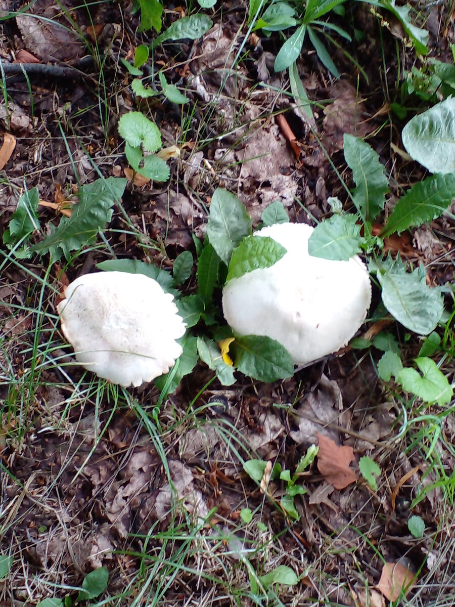 личное фото Смирновой Н.Е