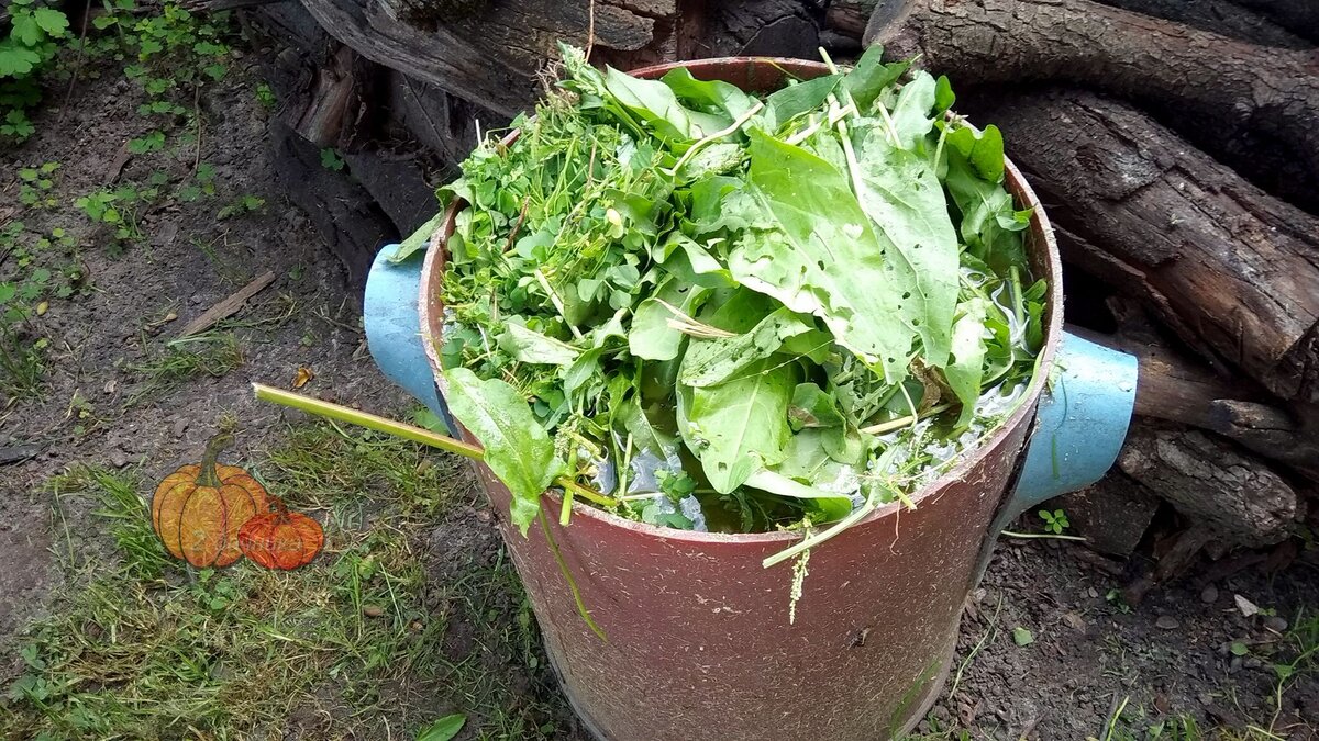 Готовлю подкисляющую подкормку в 30-ти литровой бочке (очередное пополнение кислыми растениями).