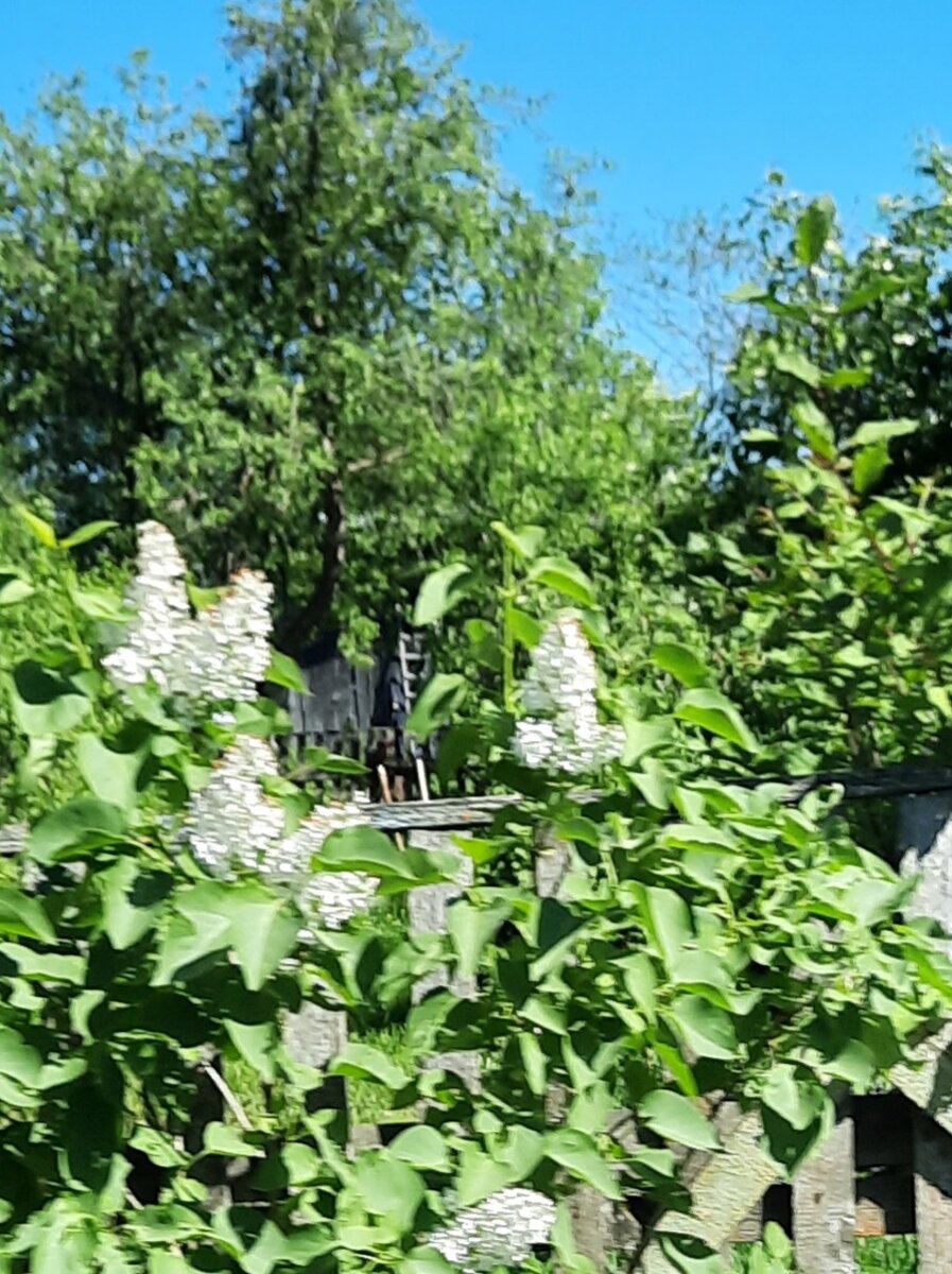 Сирень в деревне.