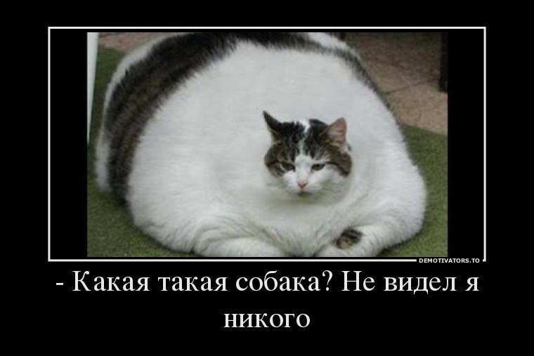 Съел собаку?