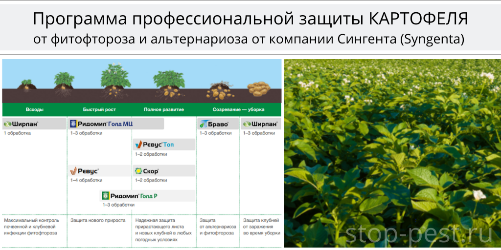 Схема защиты картофеля Сингента. Программа защиты картофеля. Программа защиты картофеля Сингента. Схема защиты картофеля август.