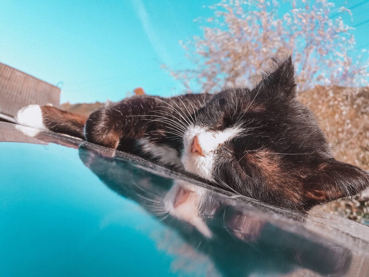 Тимоша отдыхает теплым осенним днём