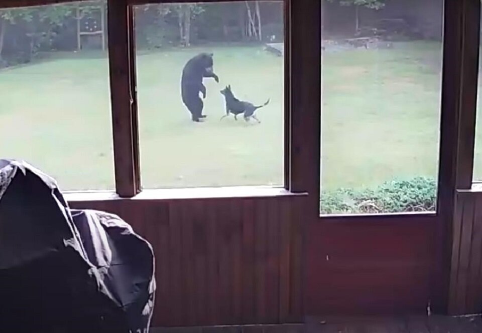 Джеймесон и его новый друг