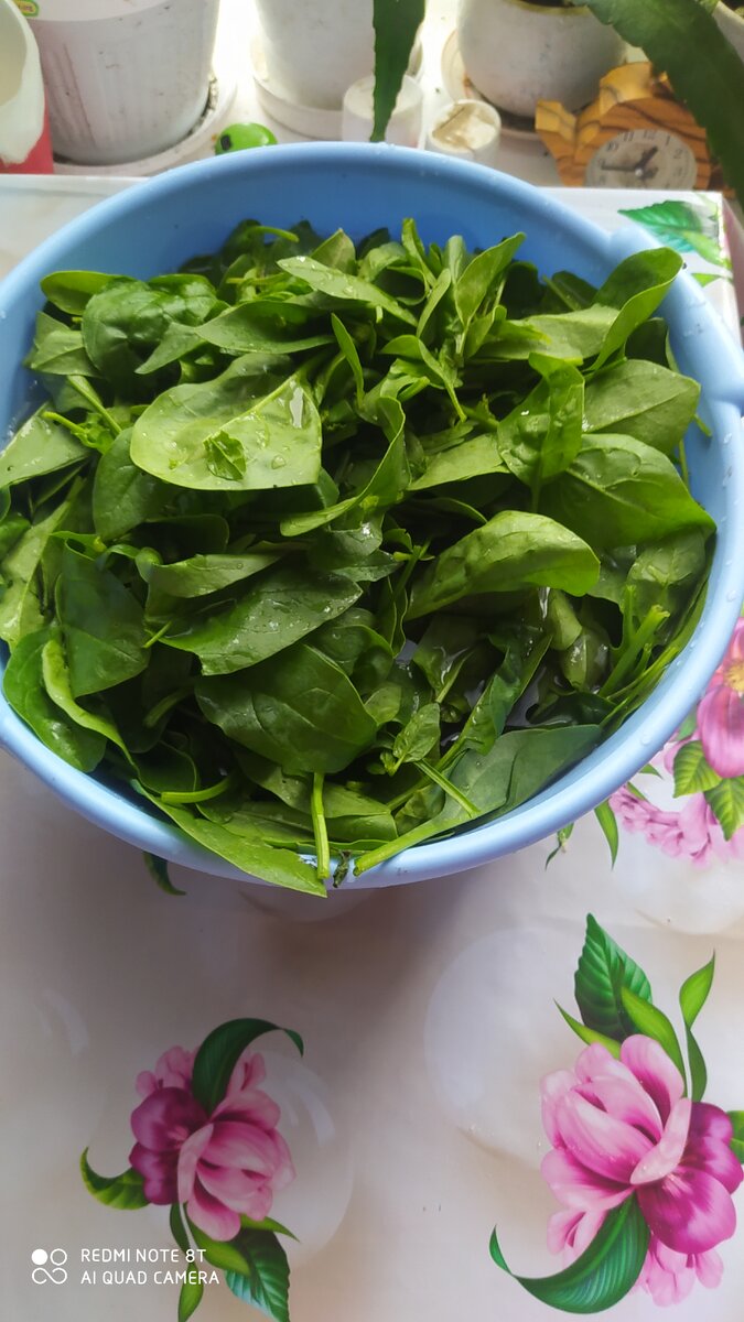 Мой урожай шпината.