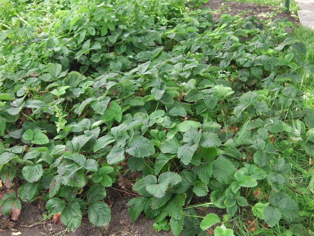 Старые ряды клубники нужно удалять. Фото автора