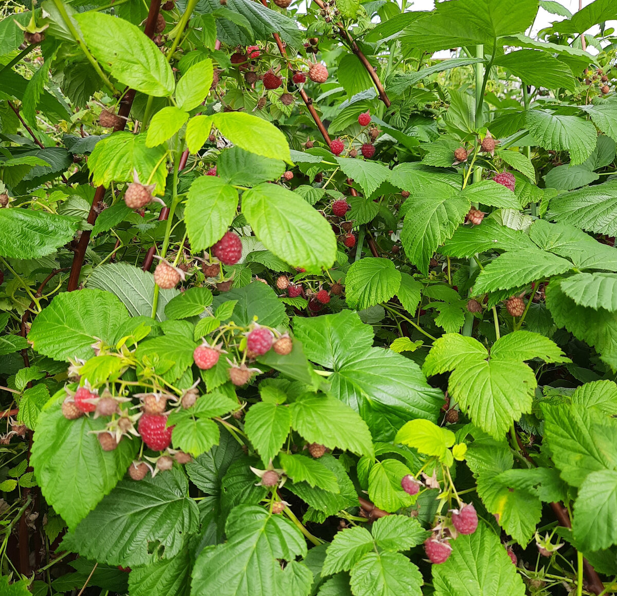 Ягода малина