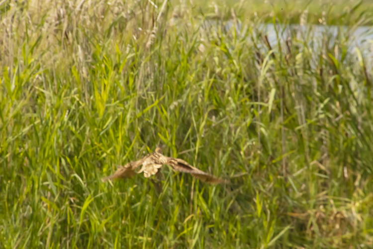 в полете выпь над рогозой