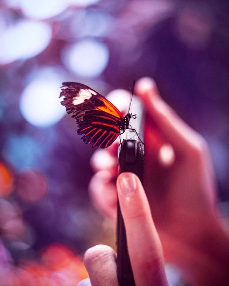 Яндекс Картинки