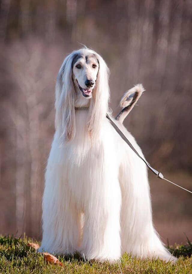 Пушистый друг.рф  Фото взято из интернета из свободного доступа без нарушения авторских прав. С обязательным указанием ссылки на правообладателя.