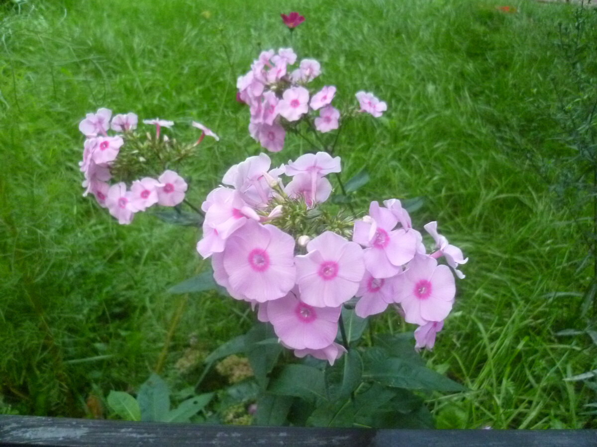 Розовые флоксы