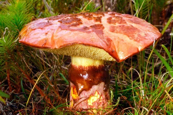 Маслёнок примечательный. Фото Яндекс. Коллекции