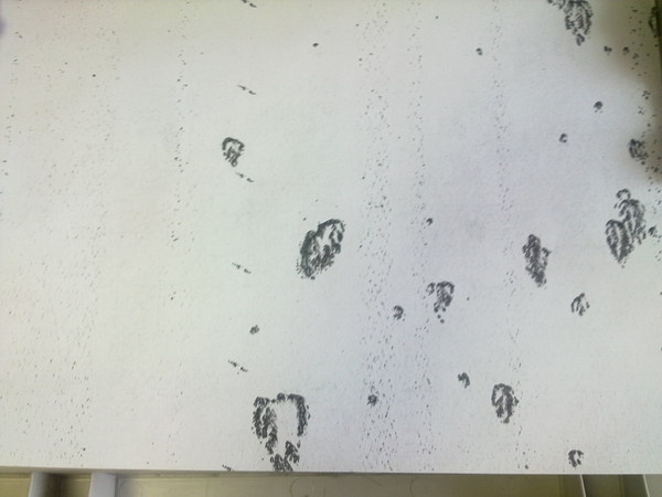 Черные точки