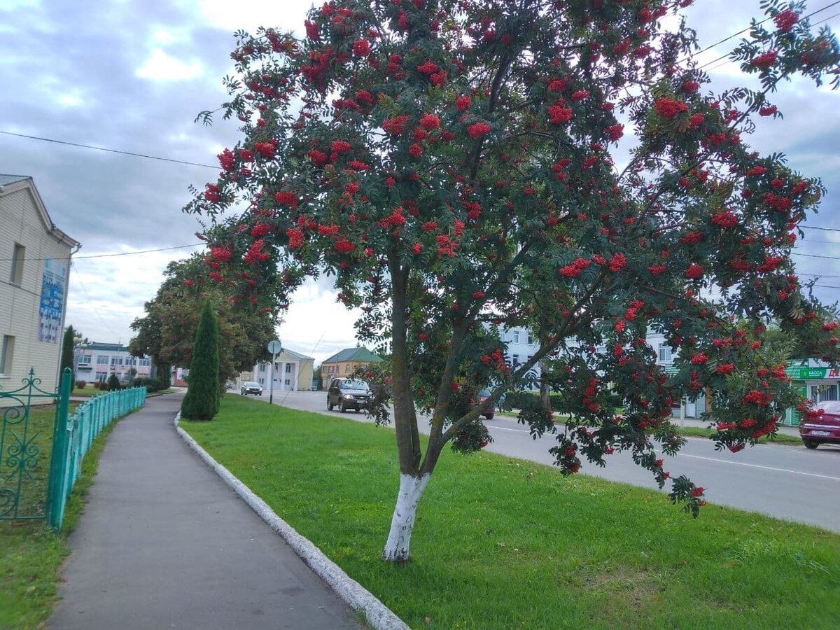 Начало сентября в нашем посёлке. Фото автора.