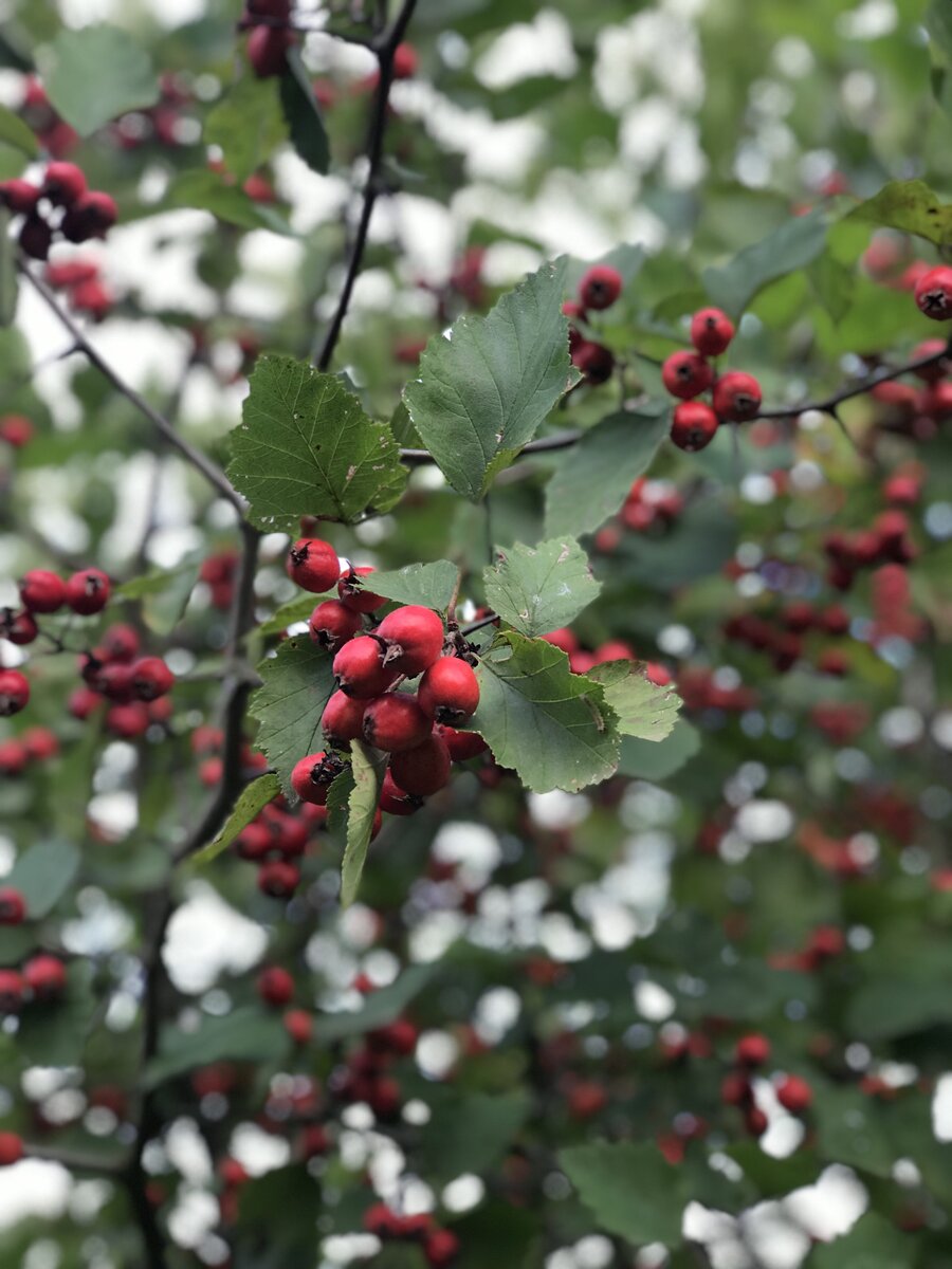 Фото: Эльмира Исянова. Боярышник, 2021 г.