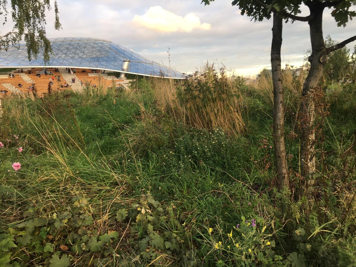 Подтверждение моих слов : сквозь "степь" видно амфитеатр.