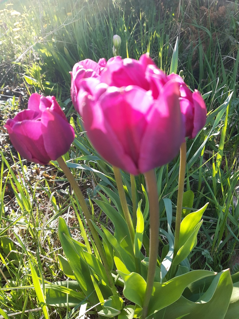 Такая непередаваемая весенняя красота