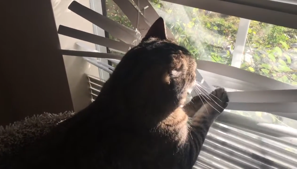 Кошка ломающая жалюзи