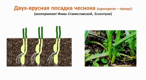 4 необычных способа посадки чеснока. Стоит попробовать!