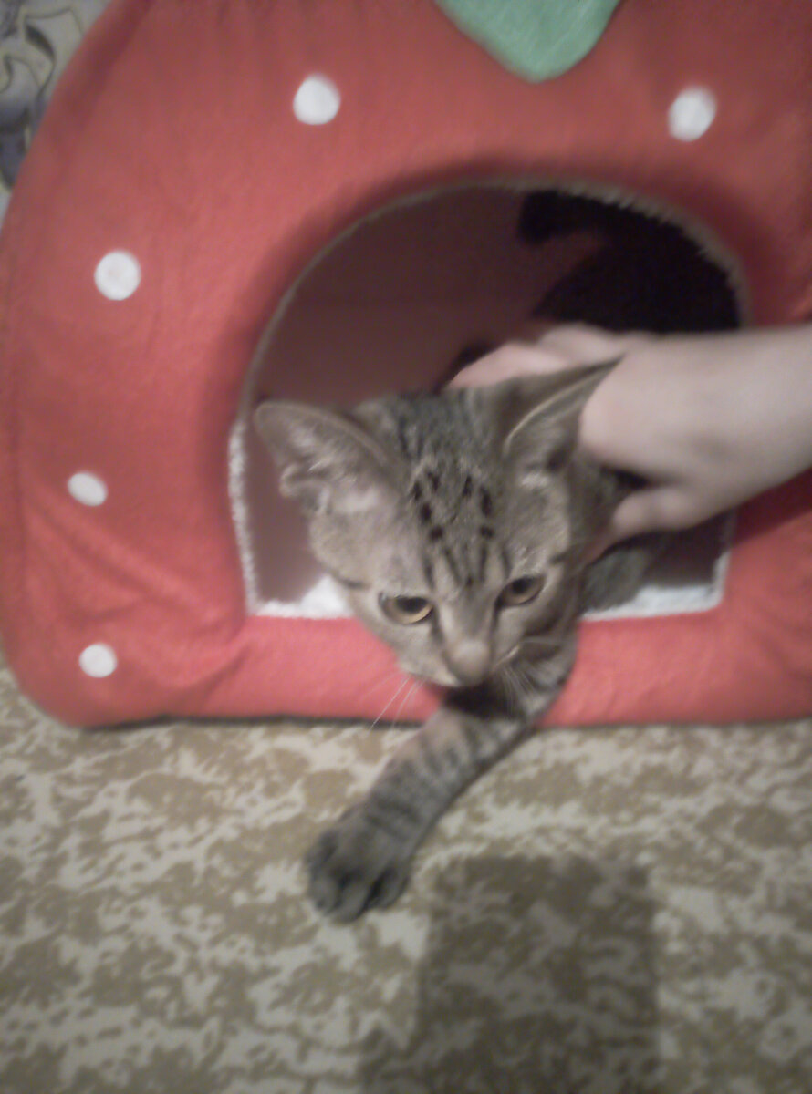 Домики, поводки и корзинки для животных в РФ летят на Ура. 