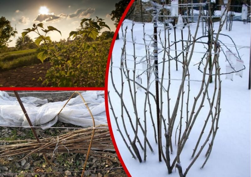 Укрывать ли малину на зиму