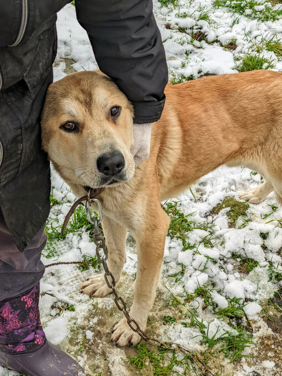 Посмотрите в эти добрые глаза...Придумаем имя и обязательно найдем настоящий дом для него!