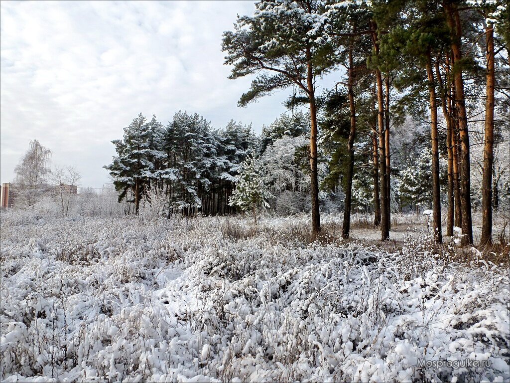 На окраине Алёшкинского леса