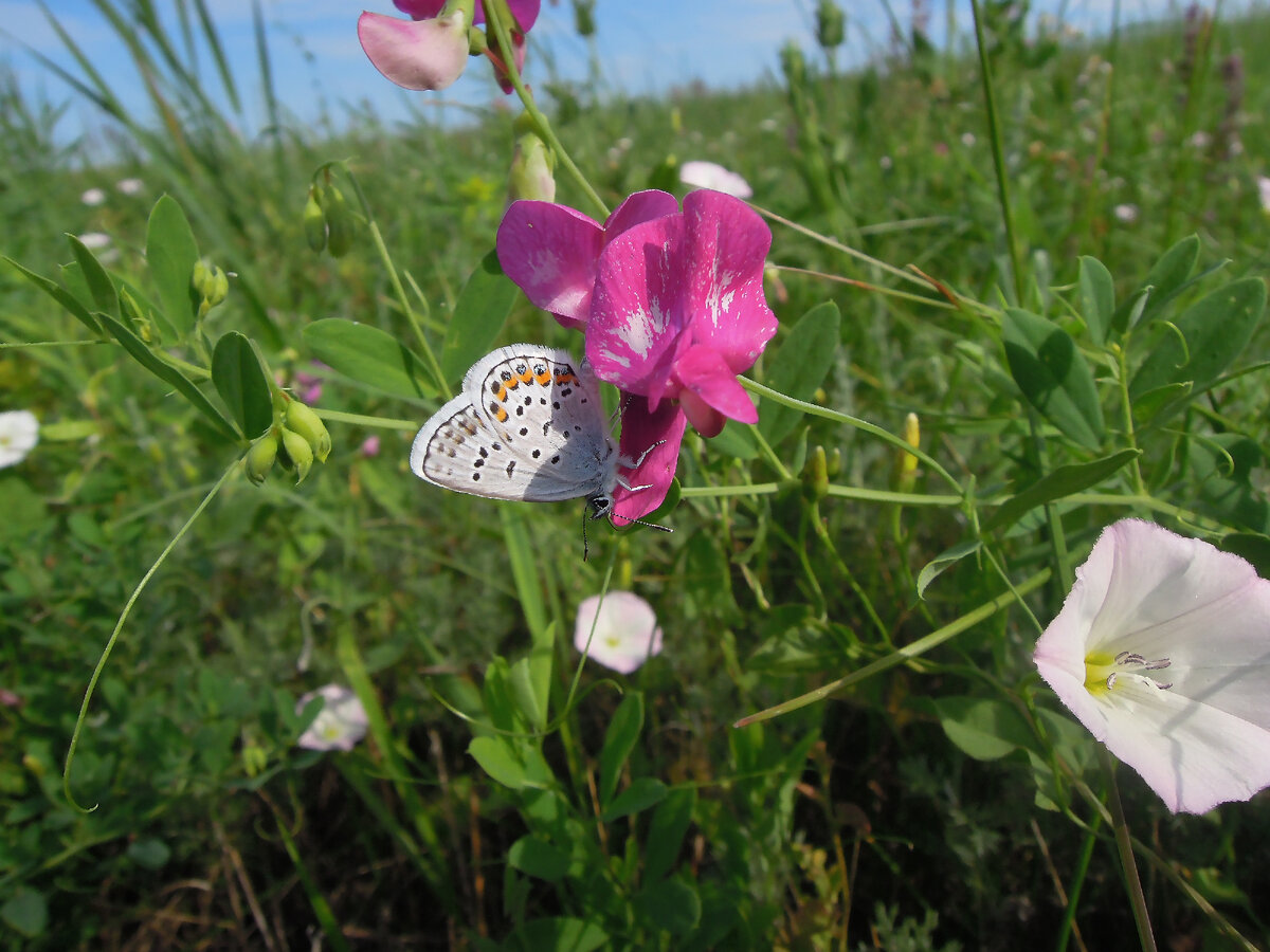 23.07.2021. В 4 км от пос. Углегорский . Цветёт луг в Игнатовской балке . (4)