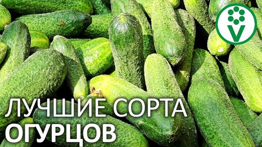 12 лучших сортов огурцов для открытого грунта и теплицы