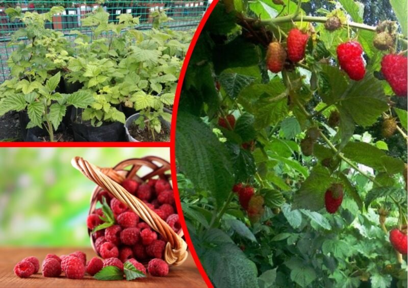 Малина Гордость России