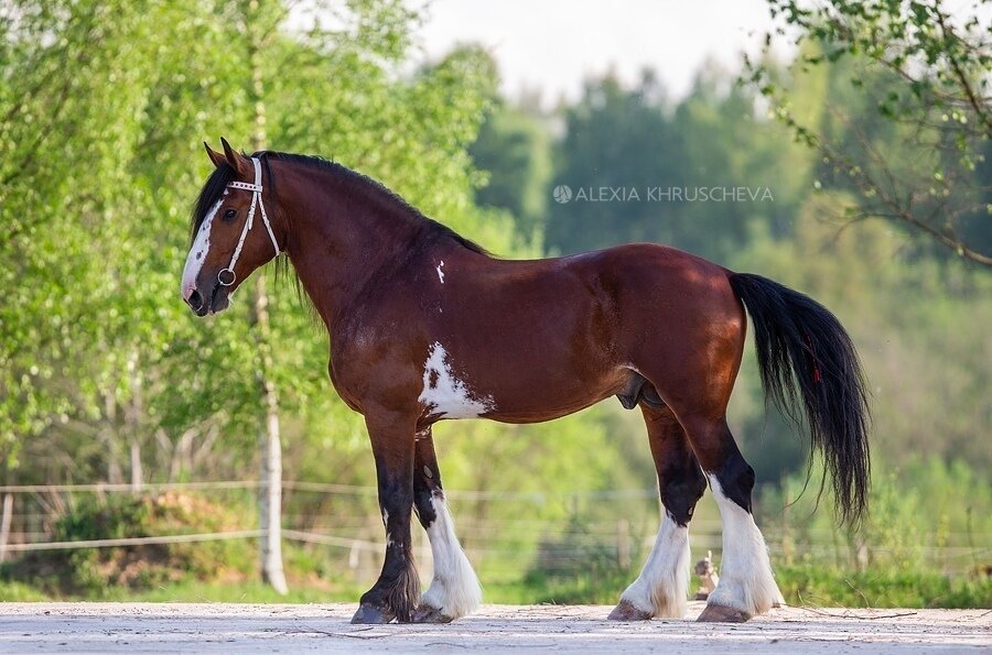 Из ныне живущих и продуцирующих жеребцов поклонникам породы известны: жеребец 678 Безупречный (624 Хвастун 2-й - 1530 Бухта 1-я),
