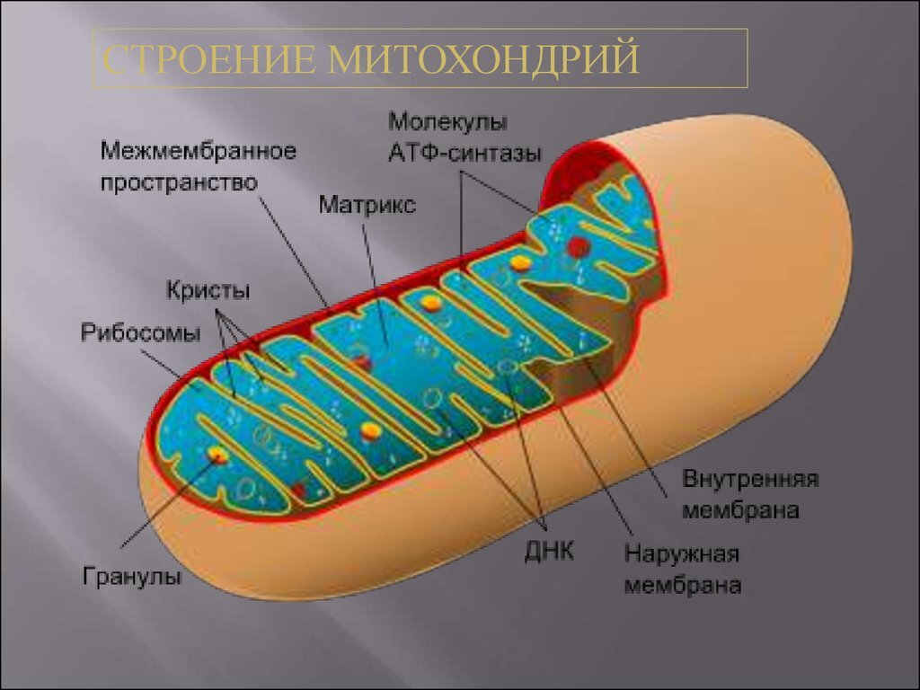 1 установи рисунок на котором представлен а о рибосома