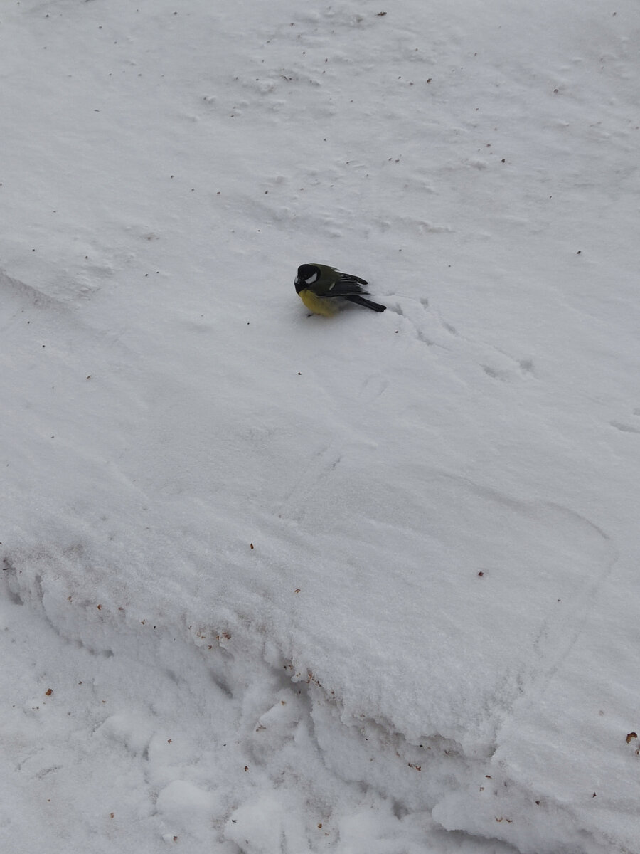 Впервые увидела синичку так близко