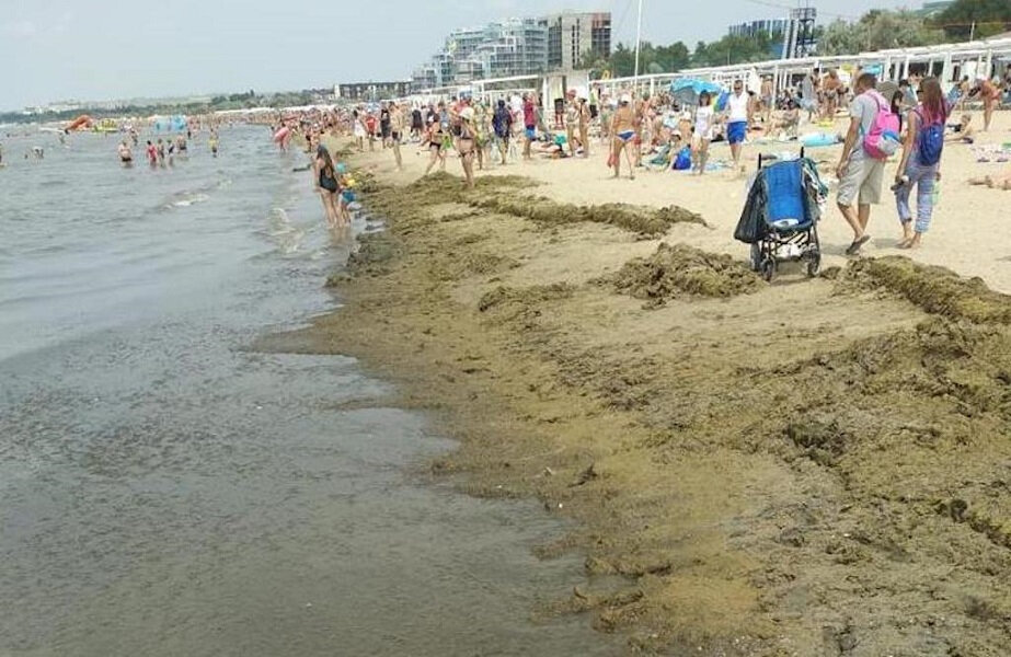 Какое море сейчас в анапе по чистоте. Камка в Анапе 2022. Черное море цветет Анапа. Анапа цветет море 2022. Анапа 2022 год.