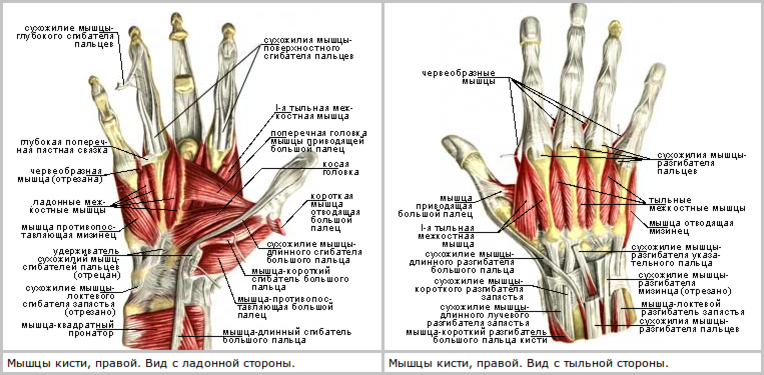 Анатомия большого пальца. Строение мышц и сухожилий ладоней. Анатомия кисти мышцы и сухожилия. Строение кисти руки человека сухожилия и мышцы. Мышцы кисти руки человека анатомия.