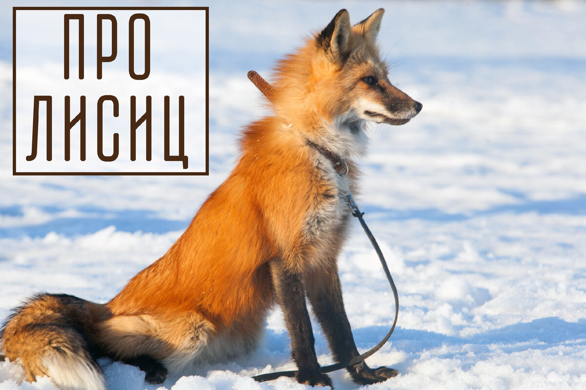 Приспособление к среде обитания